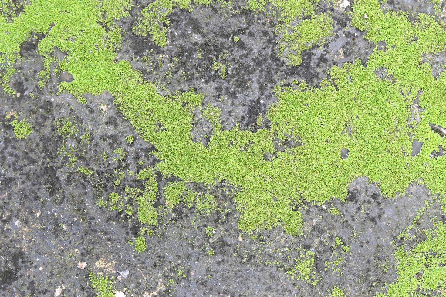 Bright green moss on stone photo