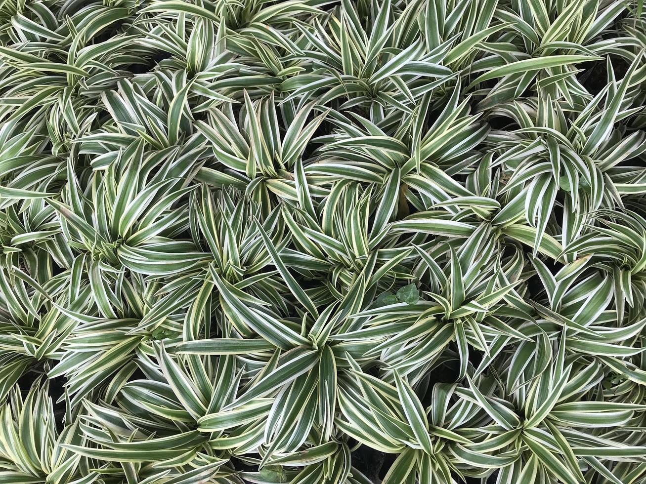 Top view of grass photo