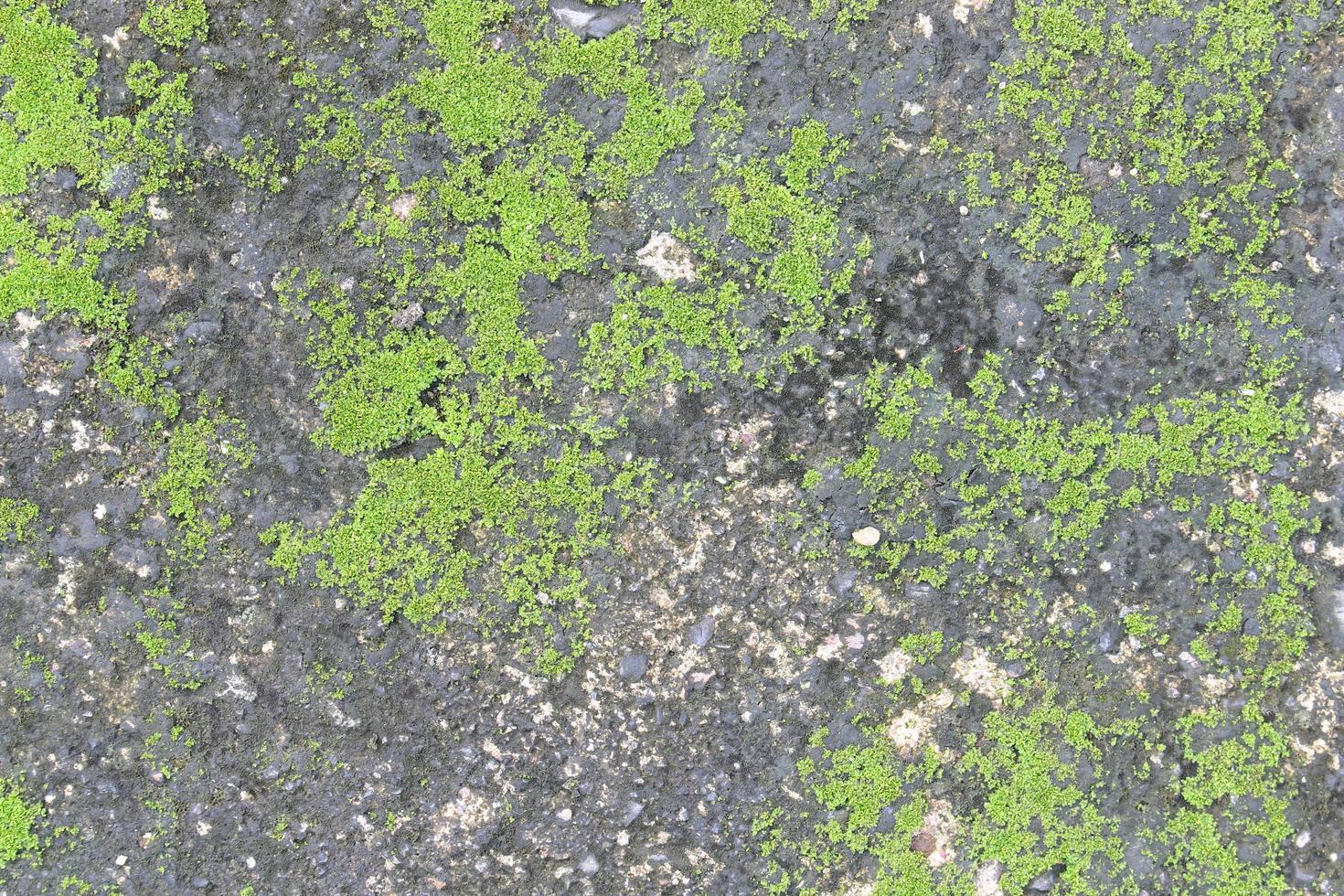 Moss on concrete photo