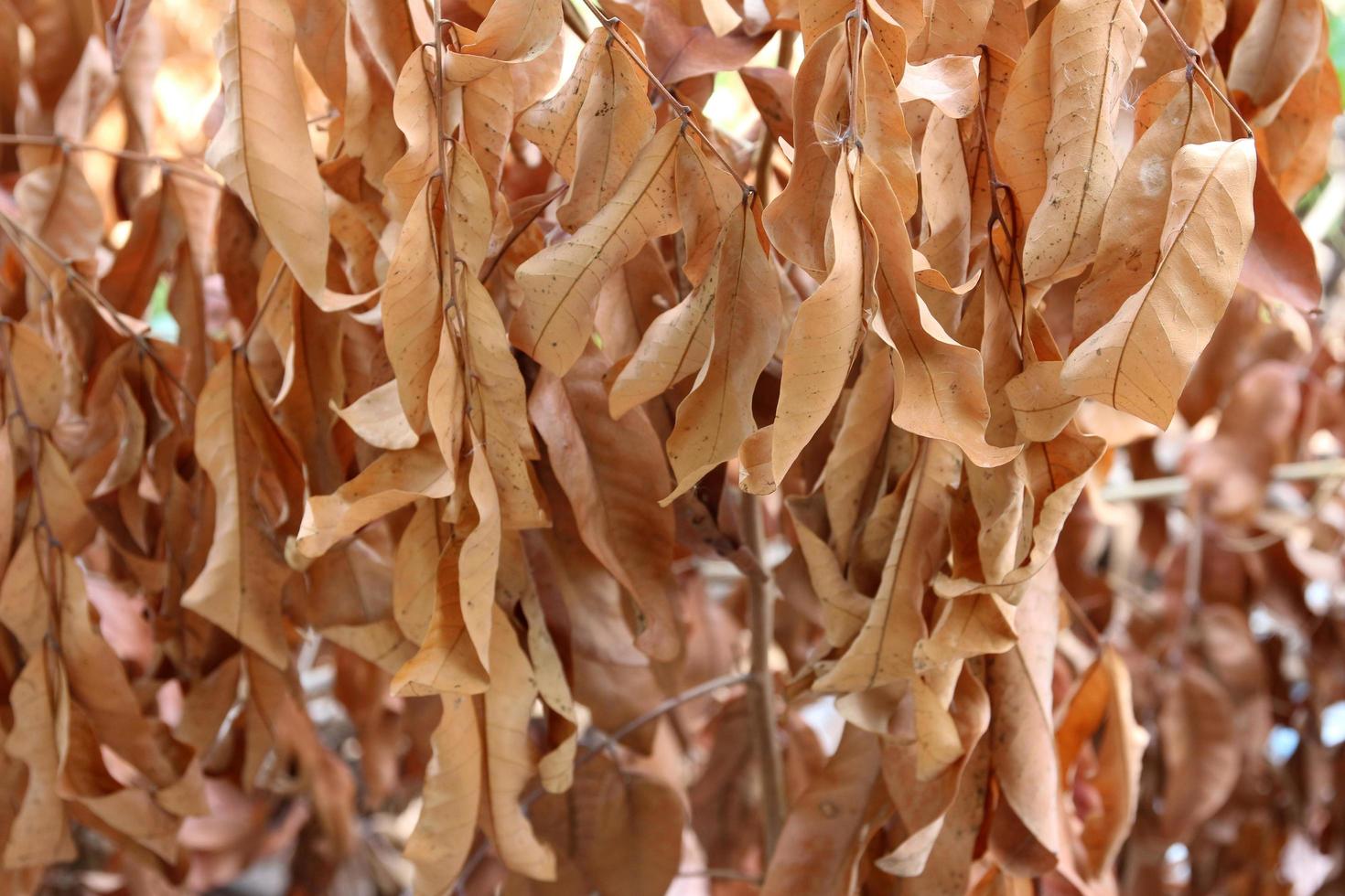 Group of dry leaves photo