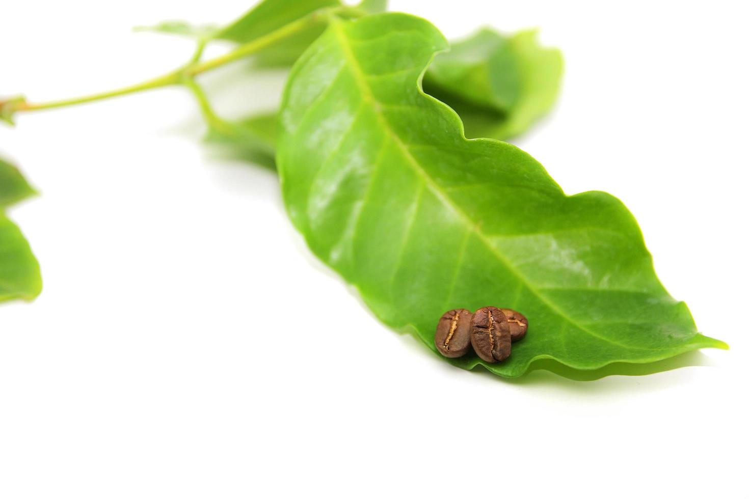 Coffee beans on leaves photo