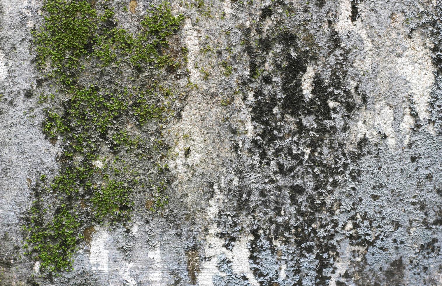 Ruff mossy surface photo