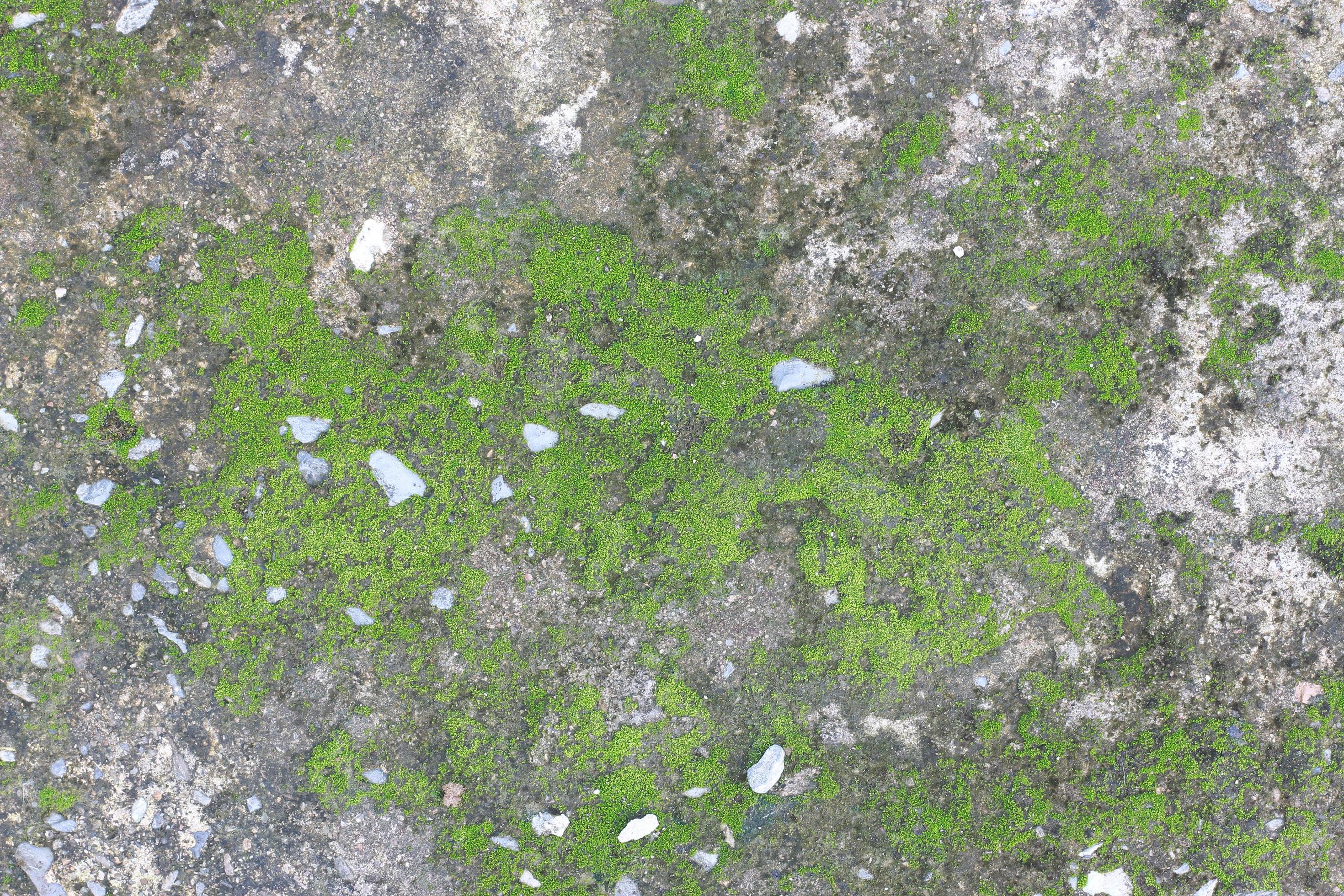 Moss on gray concrete 1935603 Stock Photo at Vecteezy