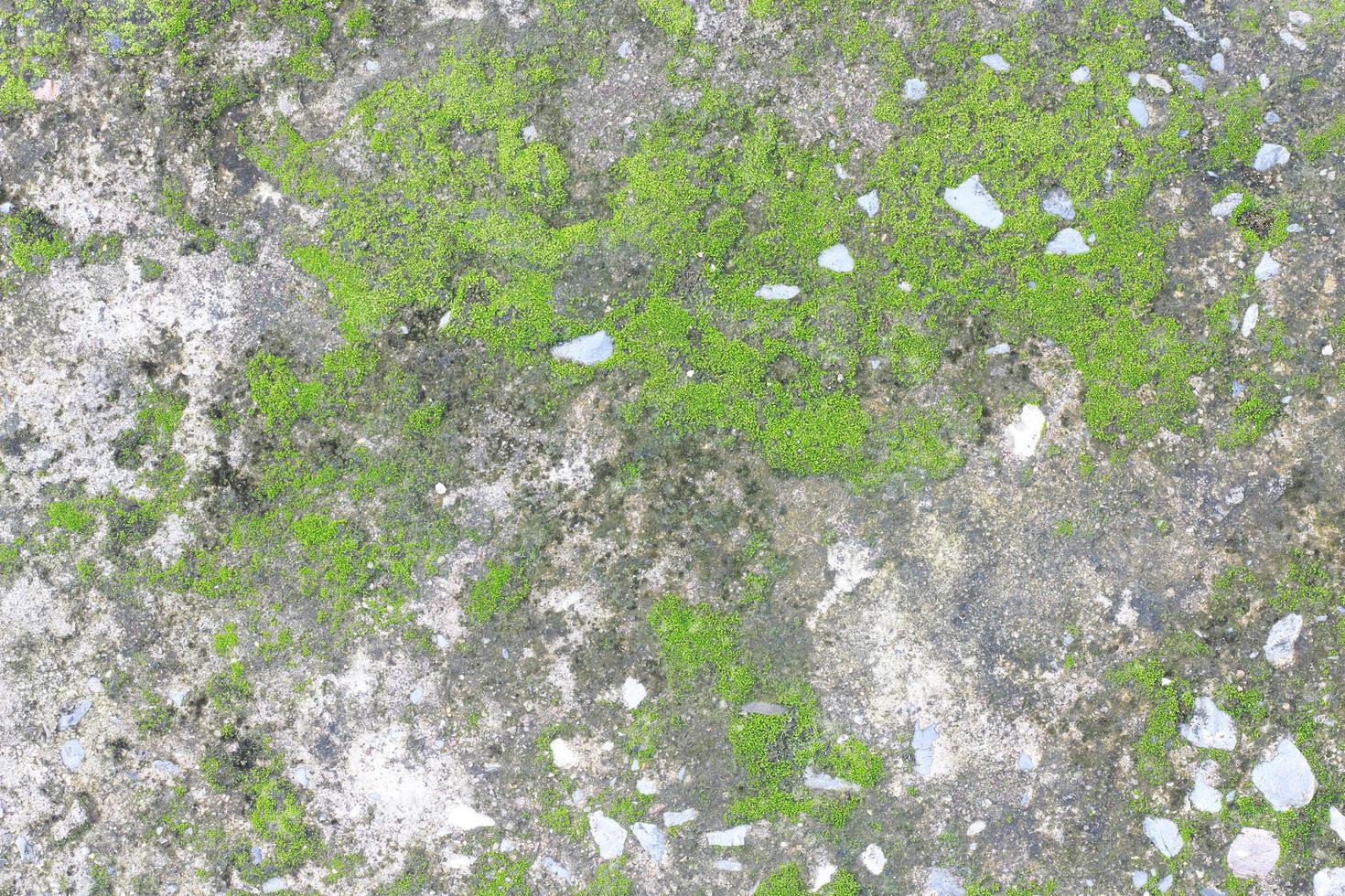 Moss on gray stone photo