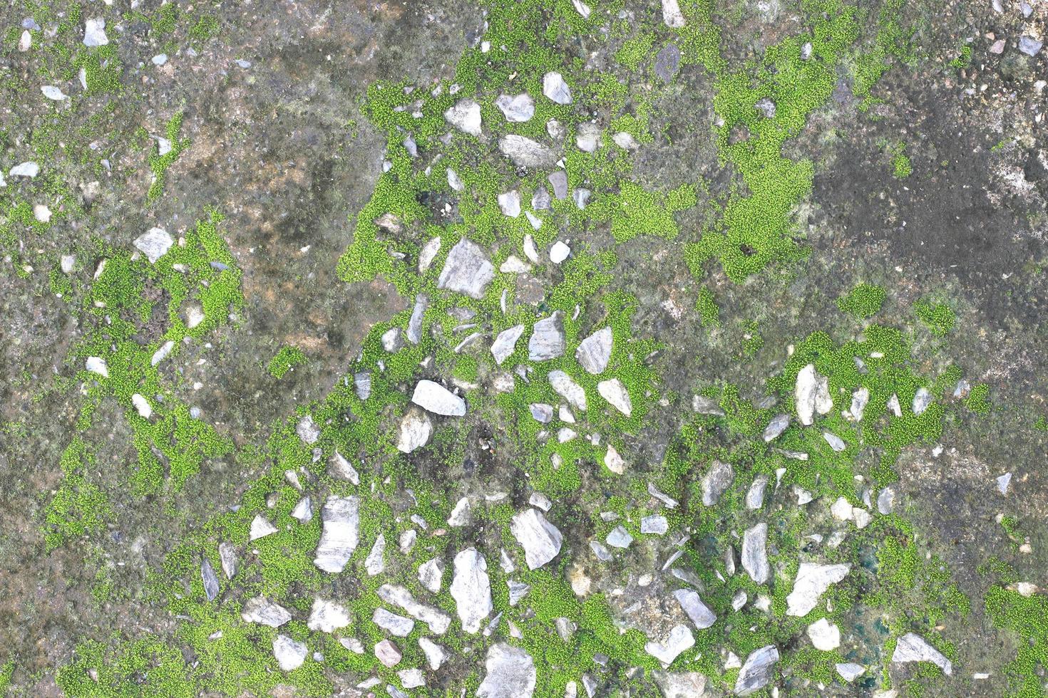 Moss on speckled stone photo