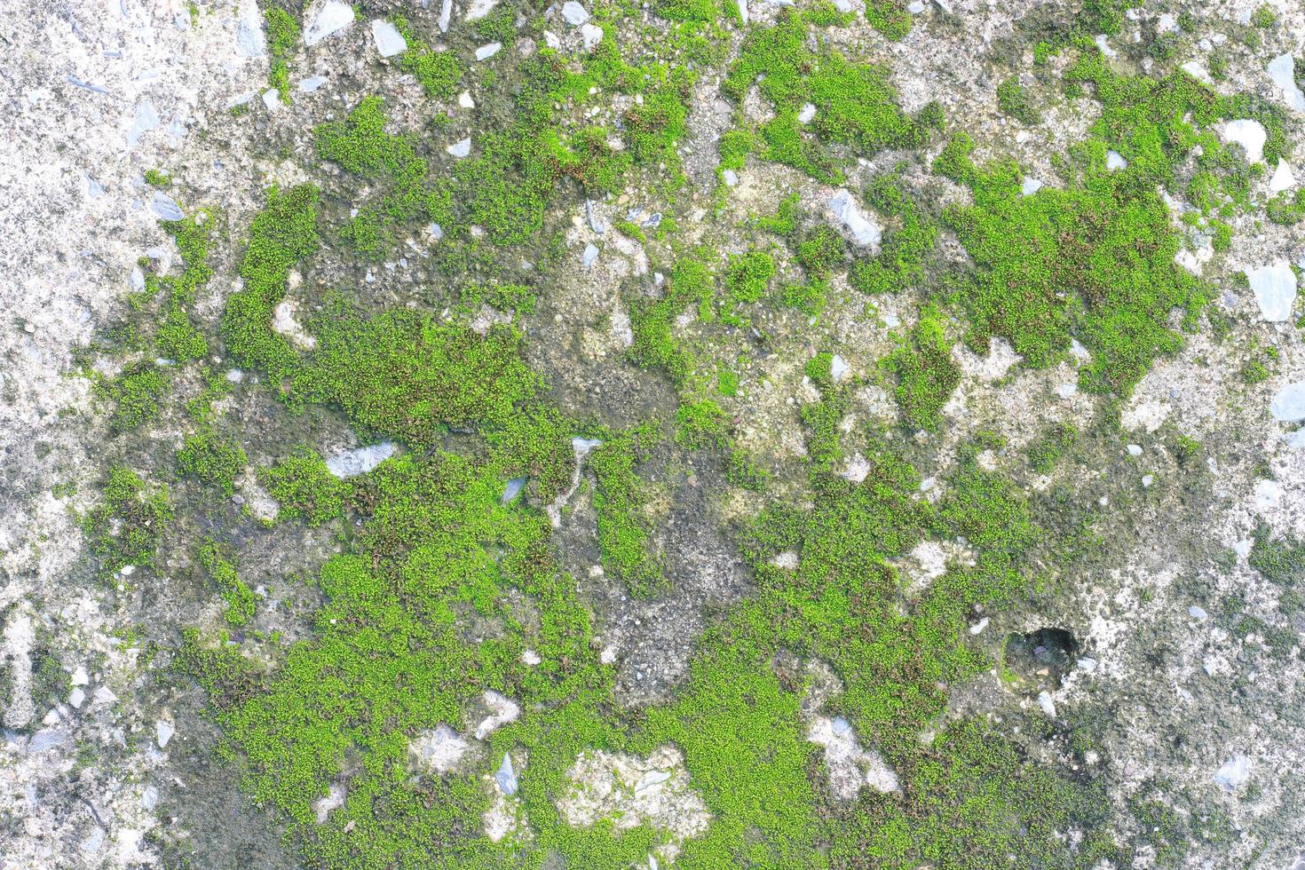 musgo verde en piedra foto