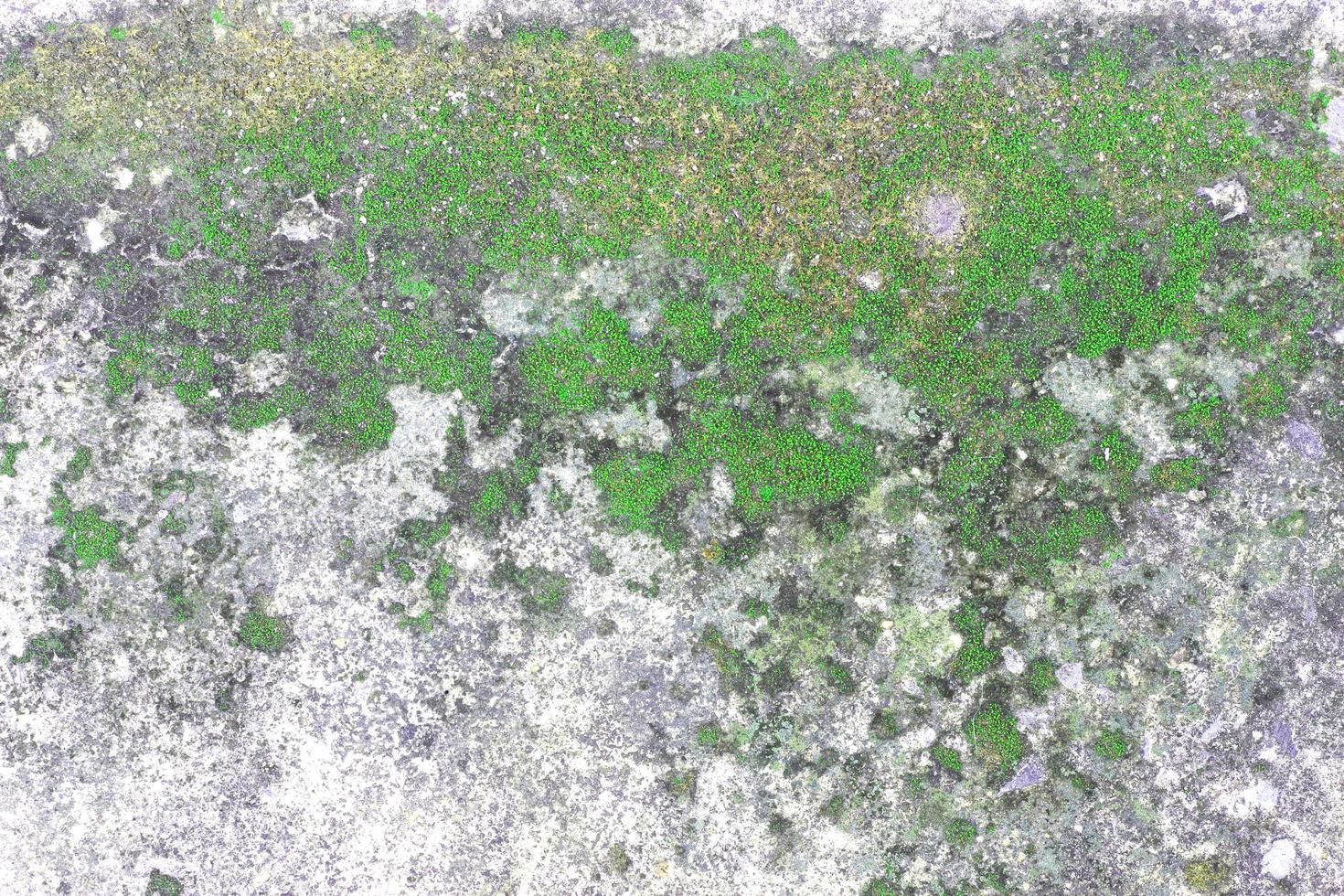 Moss on rock surface photo