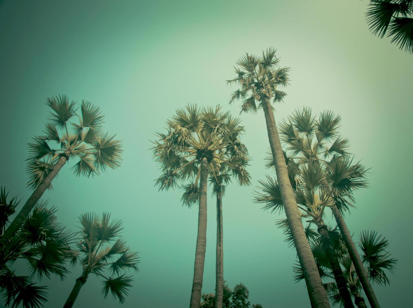 Palm trees with vintage edit photo