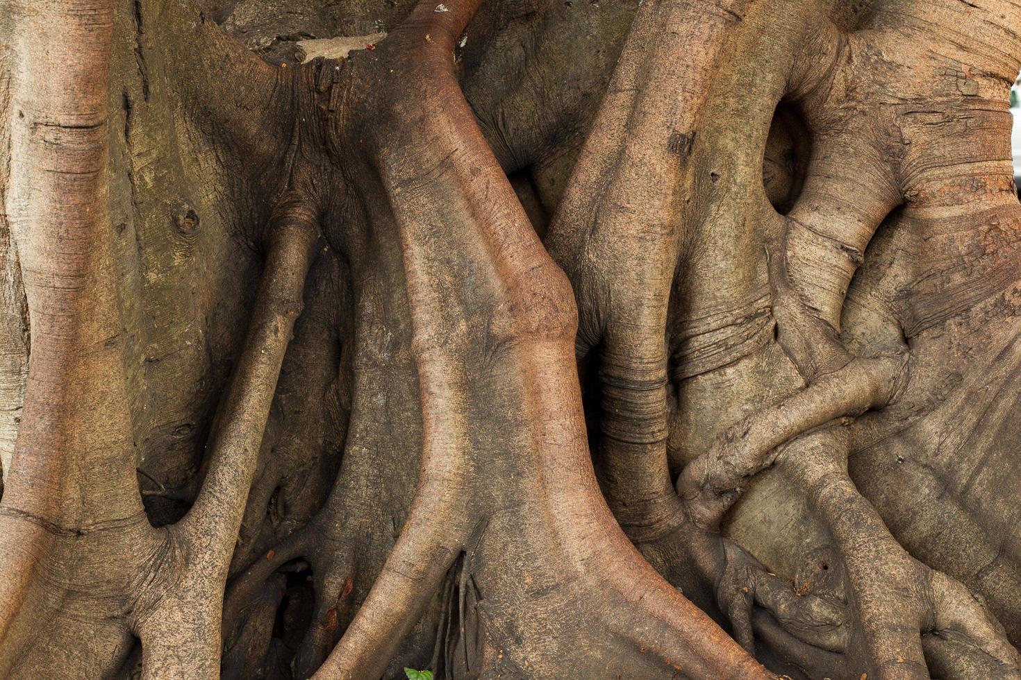 tronco del arbol foto