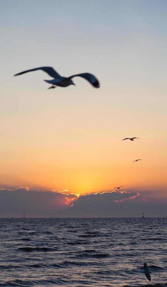 puesta de sol y gaviotas foto