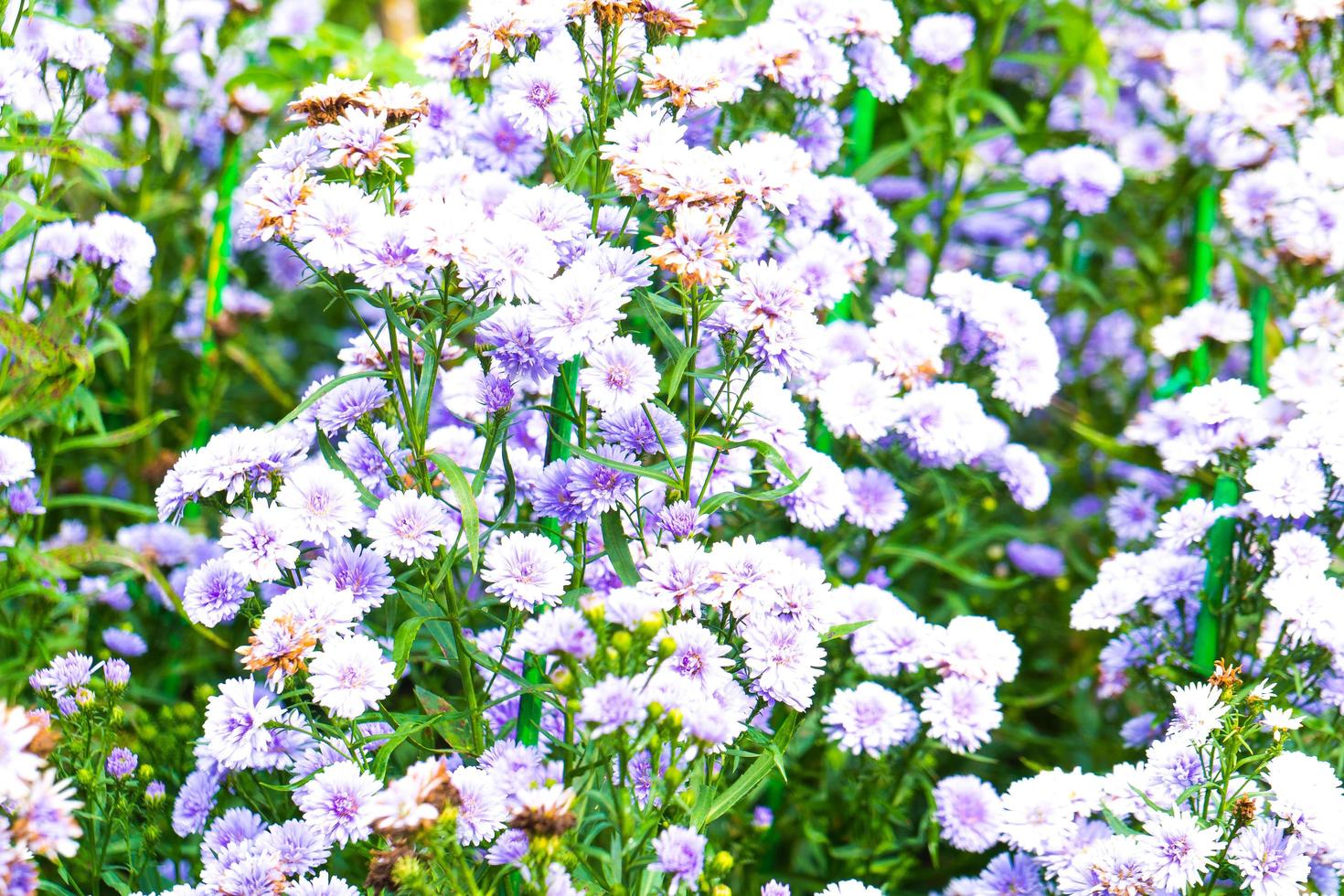 flores blancas y azules en el parque foto