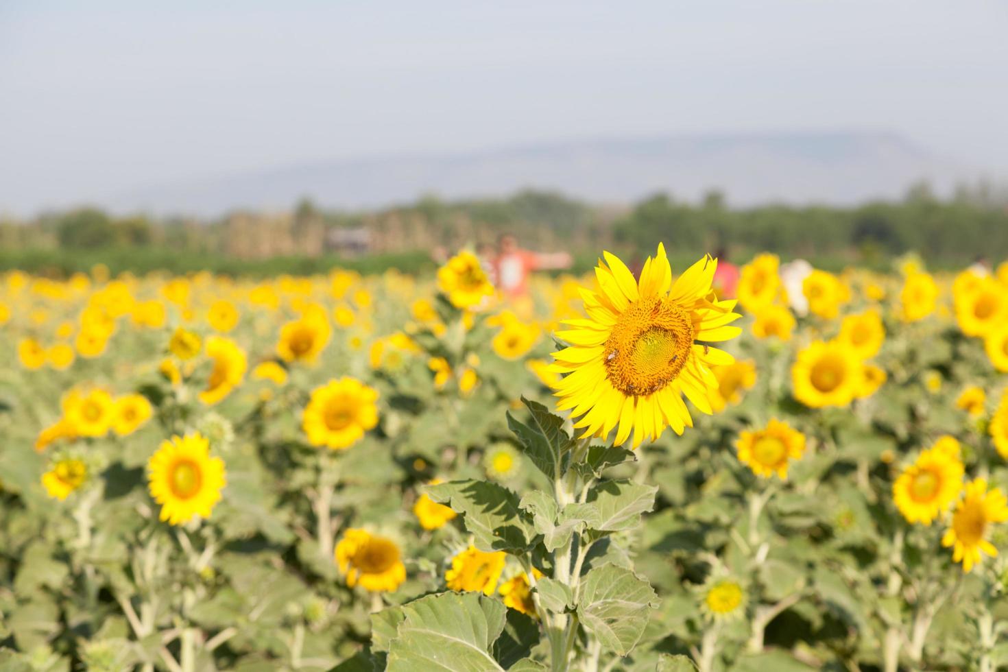 girasoles en un campo foto