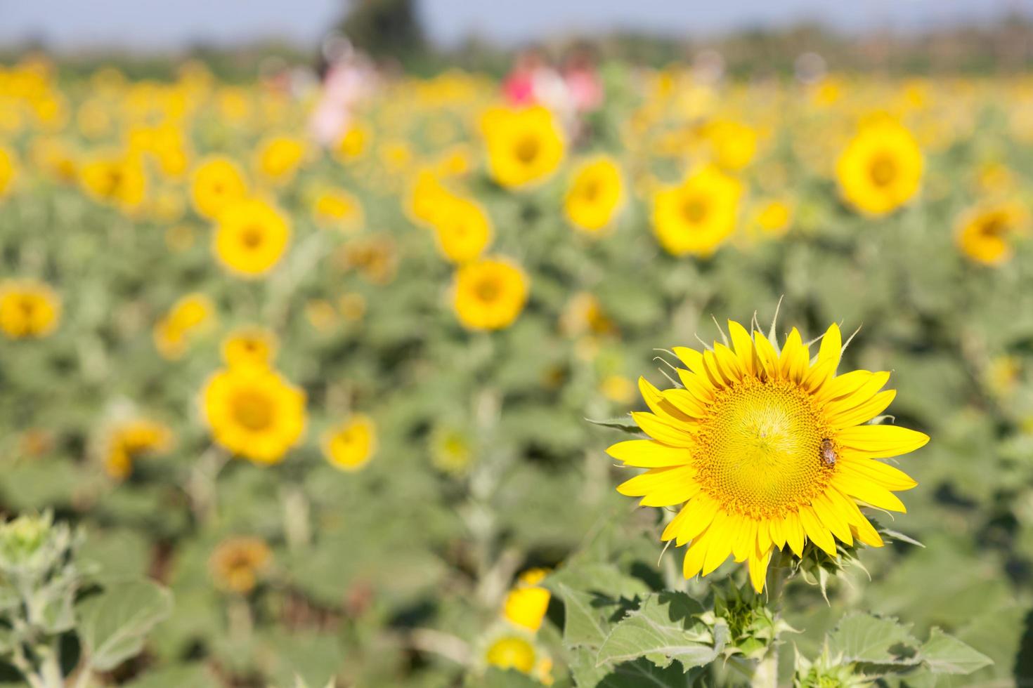 girasoles en un campo foto