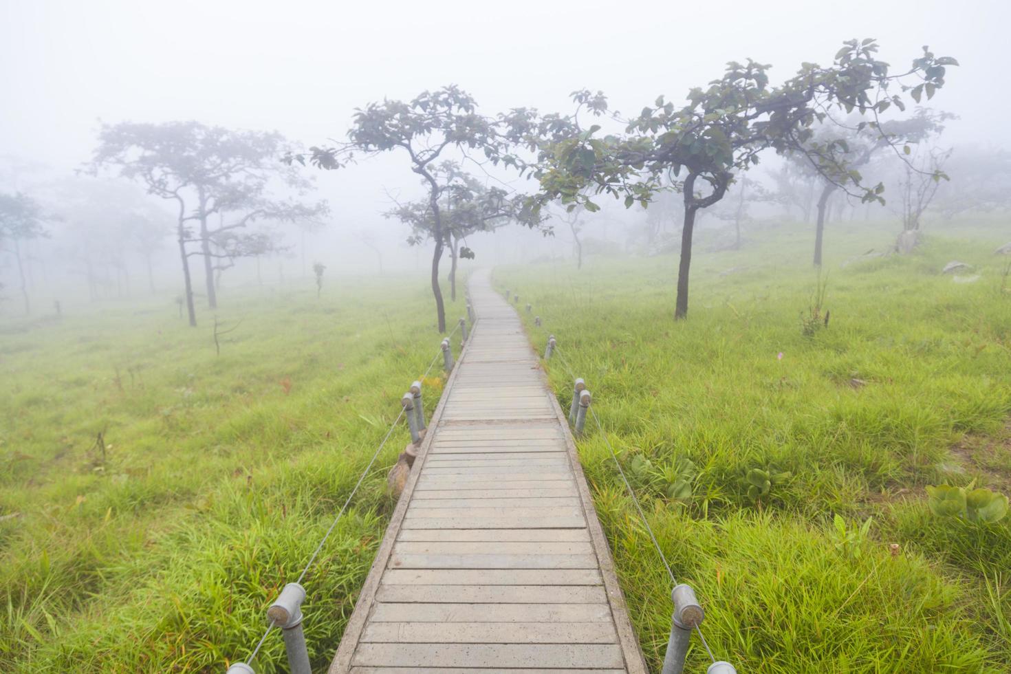 pasarela de madera en el bosque foto