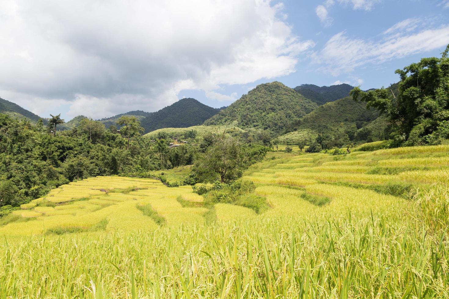 Rice farm on the mountain in Thailand photo