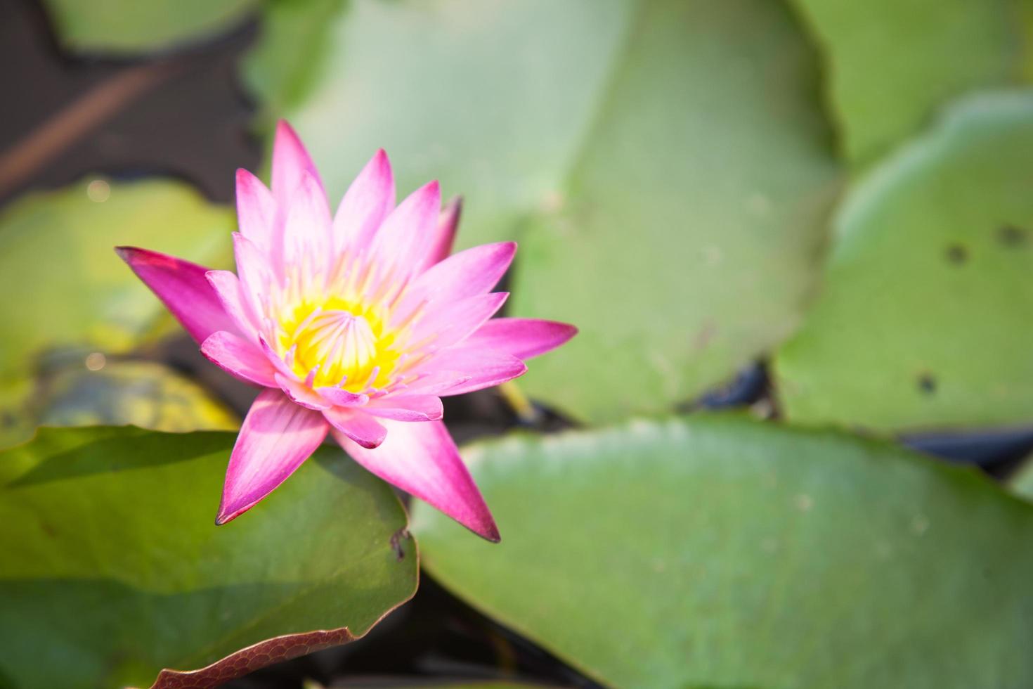 Lotus bloom in the pond photo
