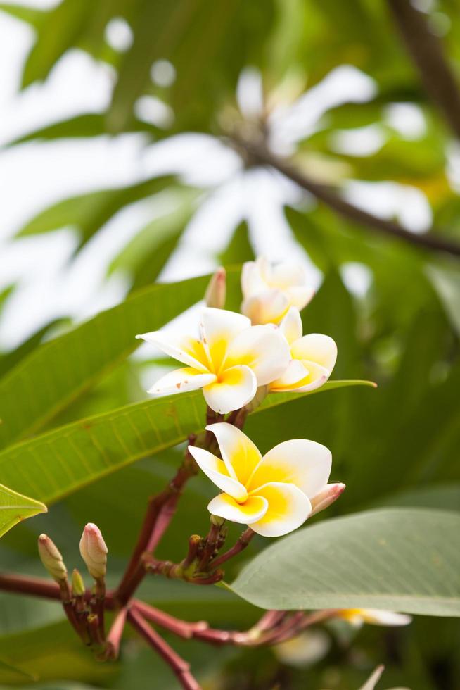 White flowers on a tree photo