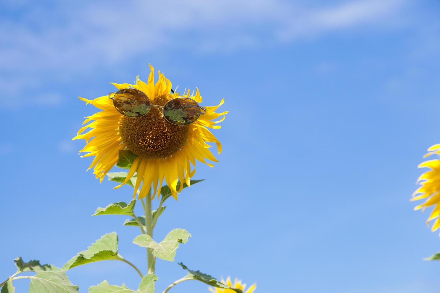 Sunflower with sunglasses photo