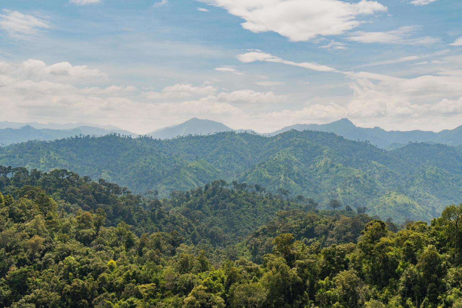 Forest on the mountains photo