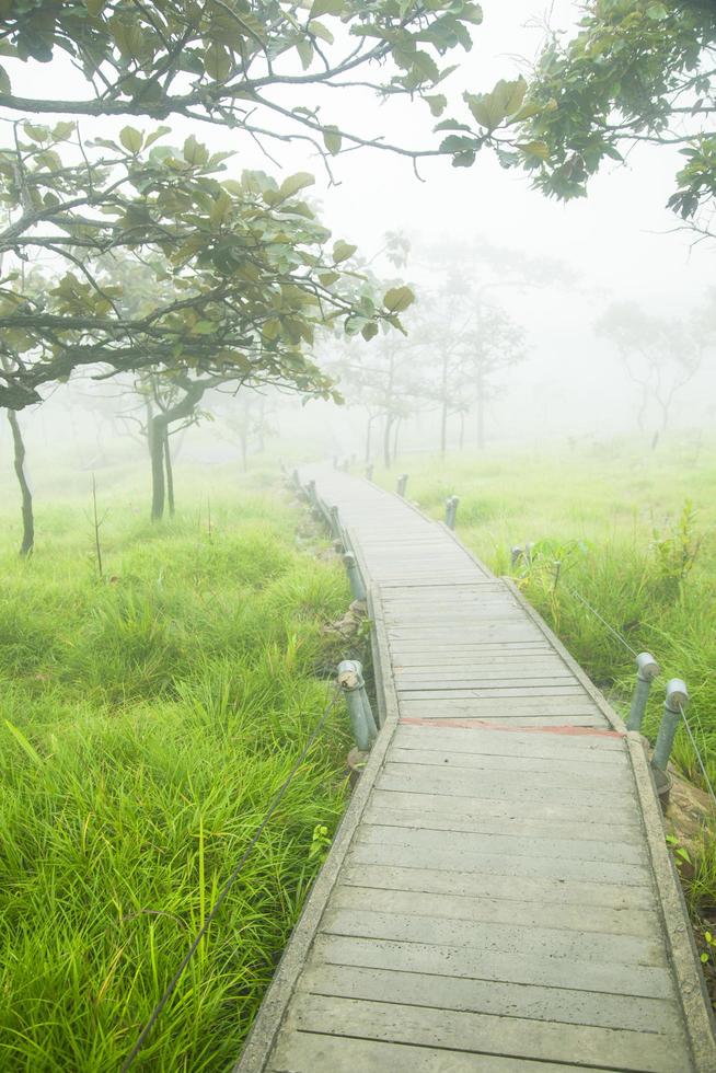 pasarela de madera en el bosque foto