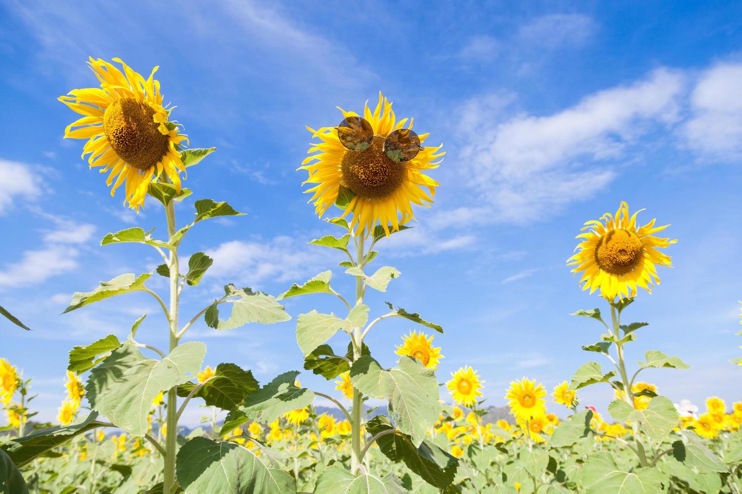 Sunflower with sunglasses photo