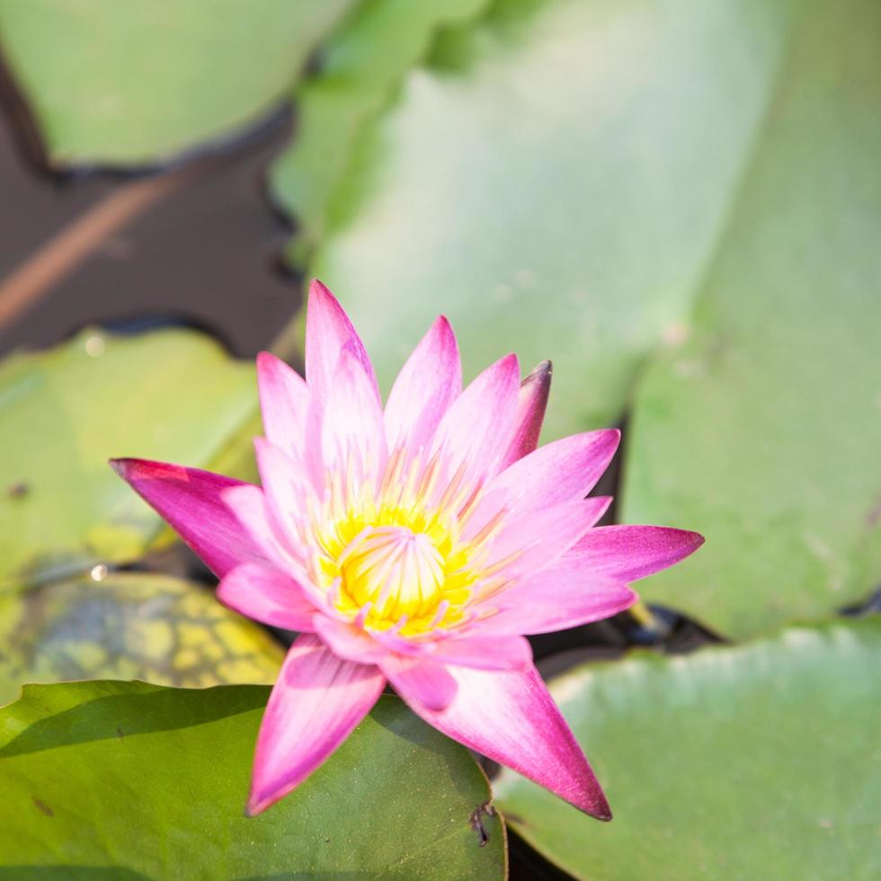 Lotus bloom in the pond photo