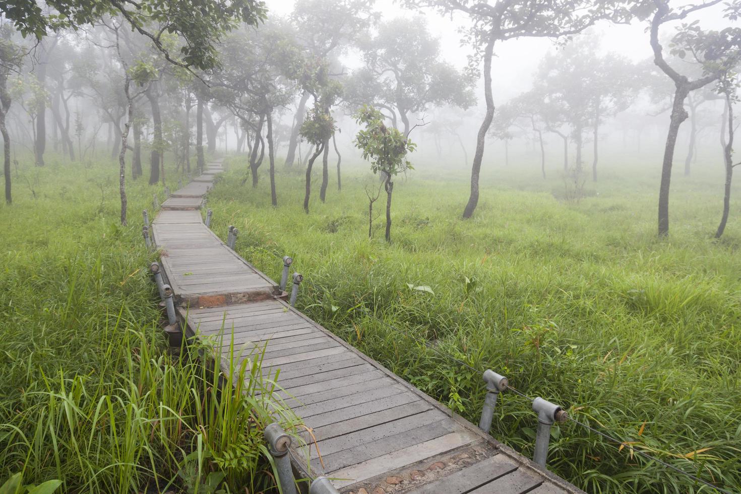 pasarela de madera en el bosque foto