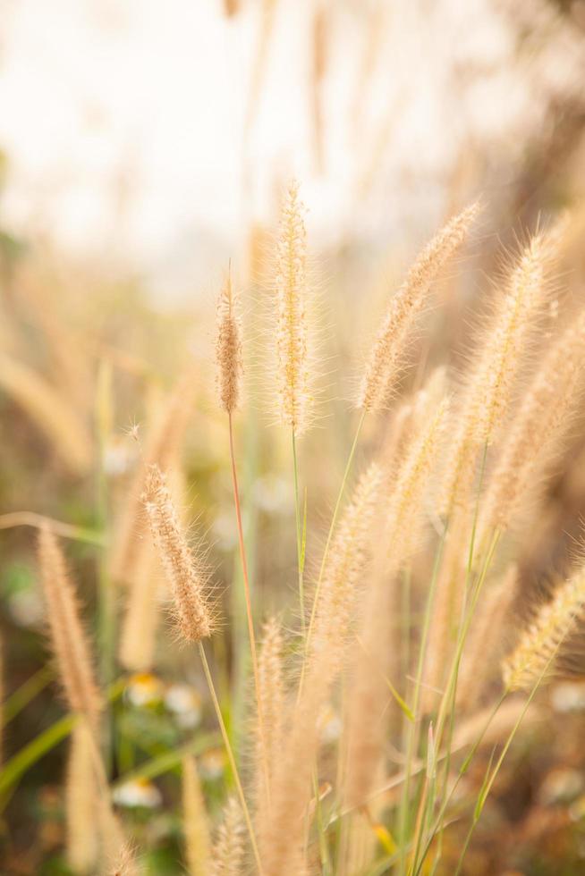 flores de pasto foto