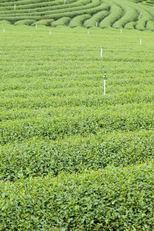 granja de té en tailandia foto