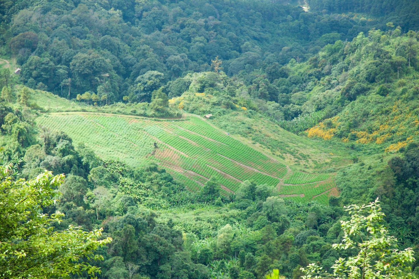 área agrícola en las montañas foto