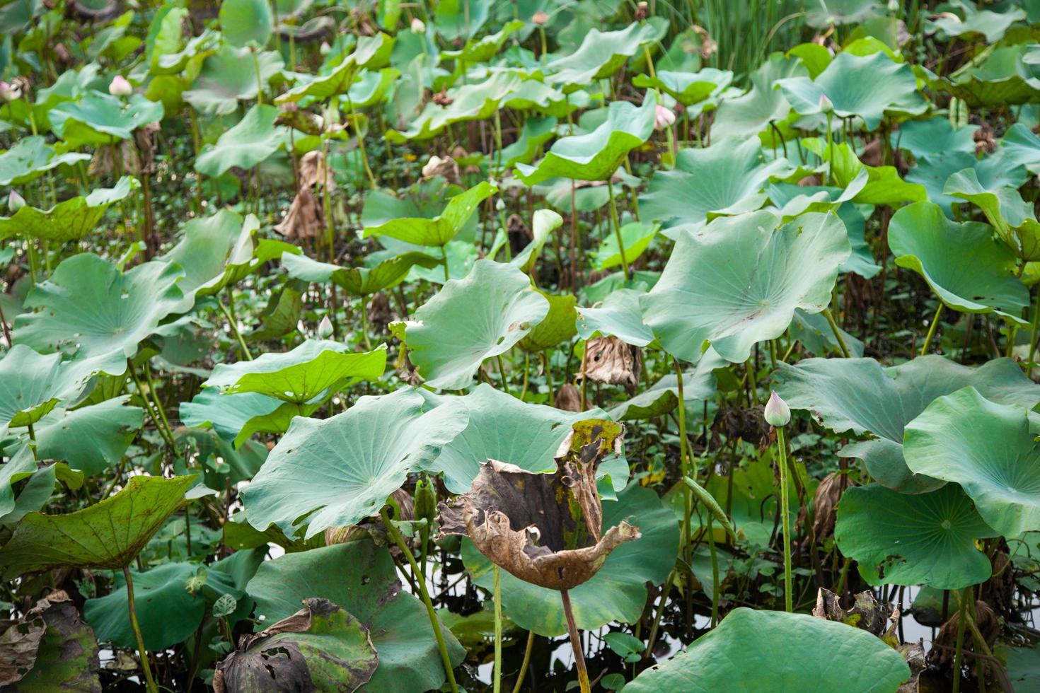 Green lotus leaves photo
