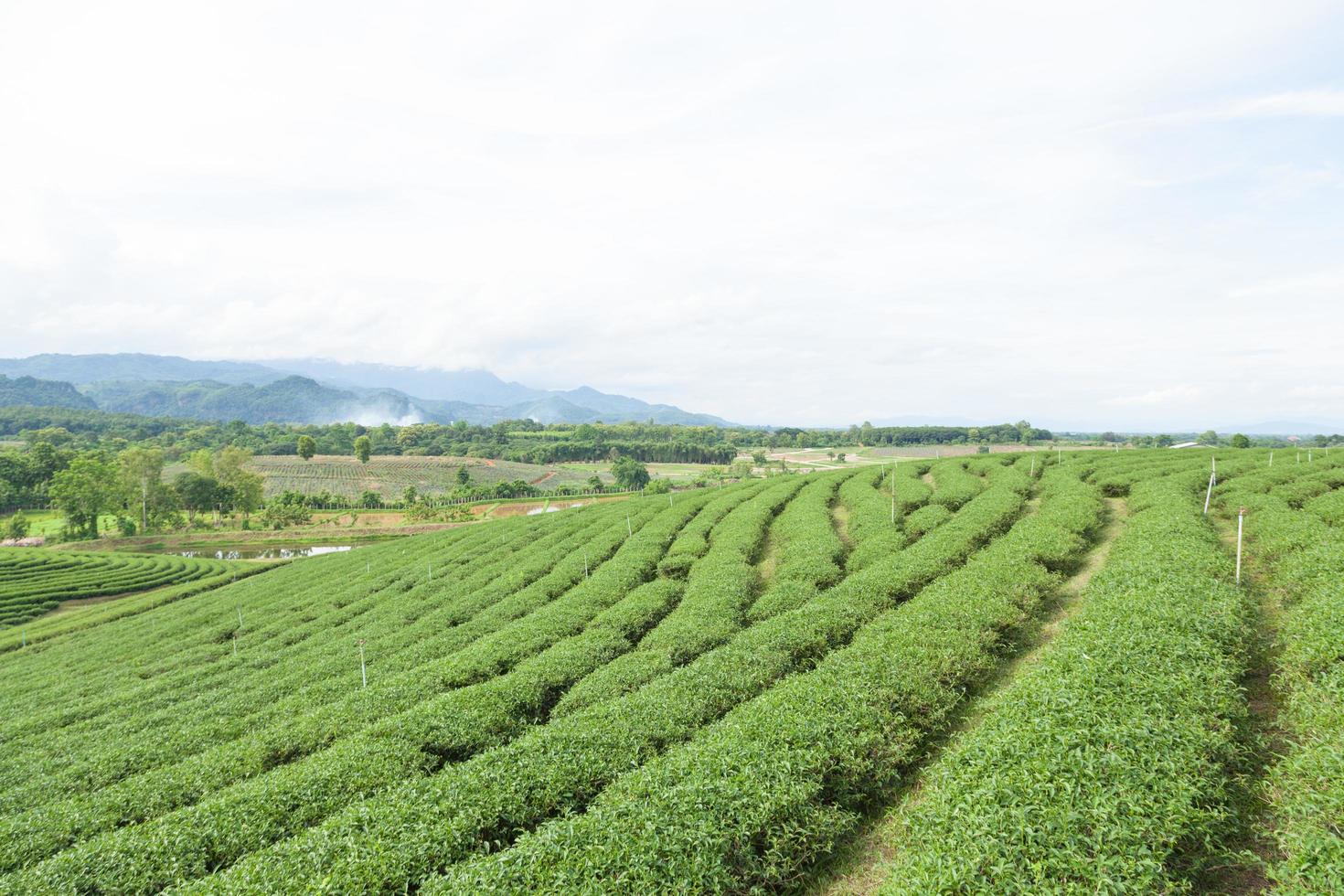 Tea farm in Thailand photo