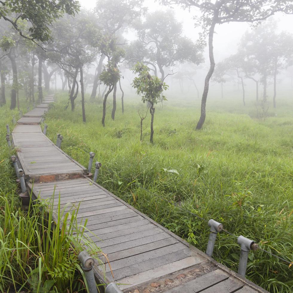 pasarela de madera en el bosque foto