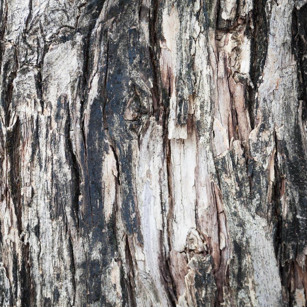 Tree bark close-up photo