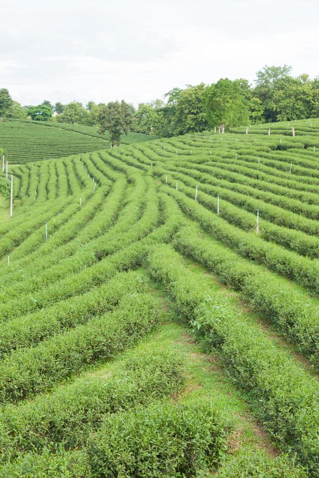 granja de té en tailandia foto