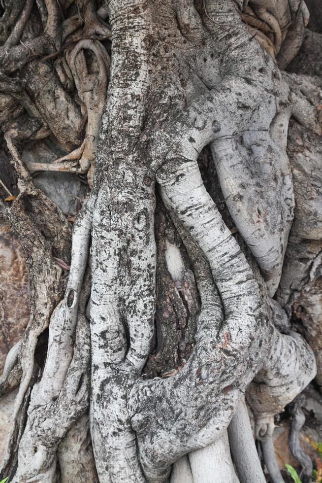 raíz del árbol foto