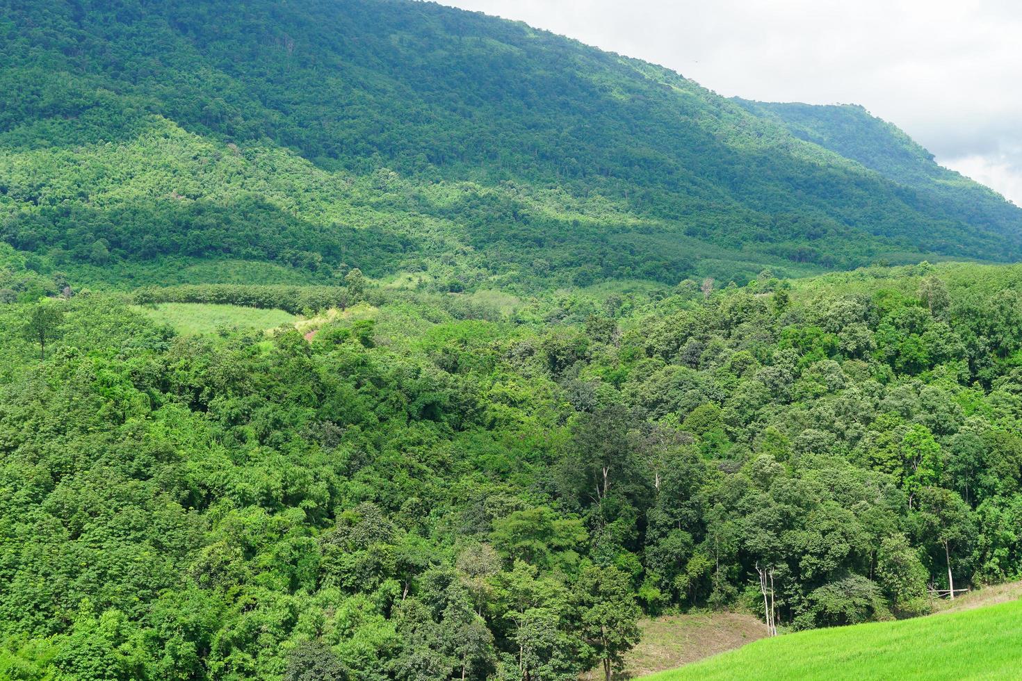 bosques y montañas en tailandia foto