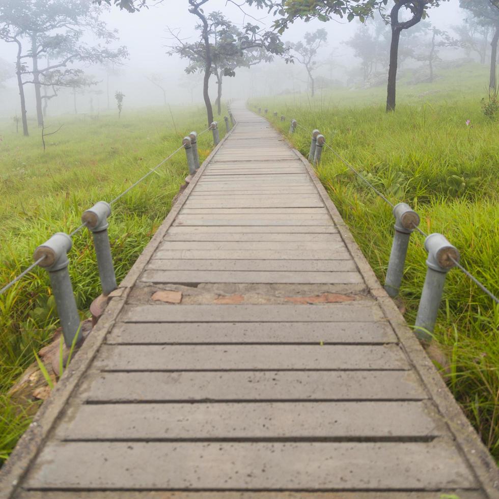 pasarela de madera en el bosque foto