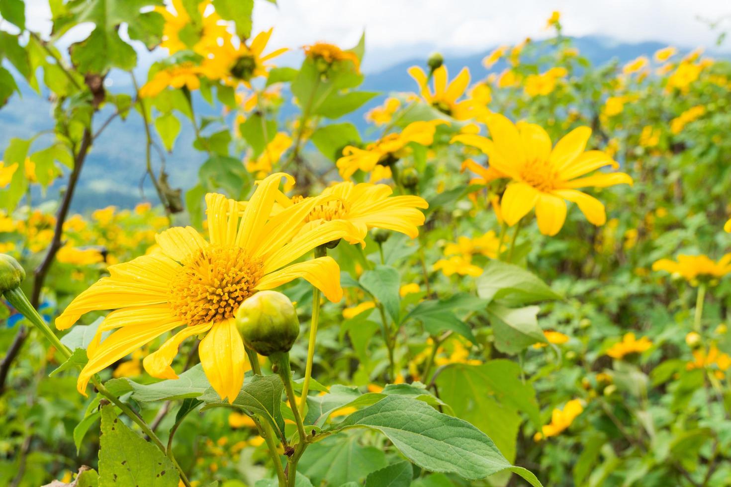 Yellow flowers in Thailand photo