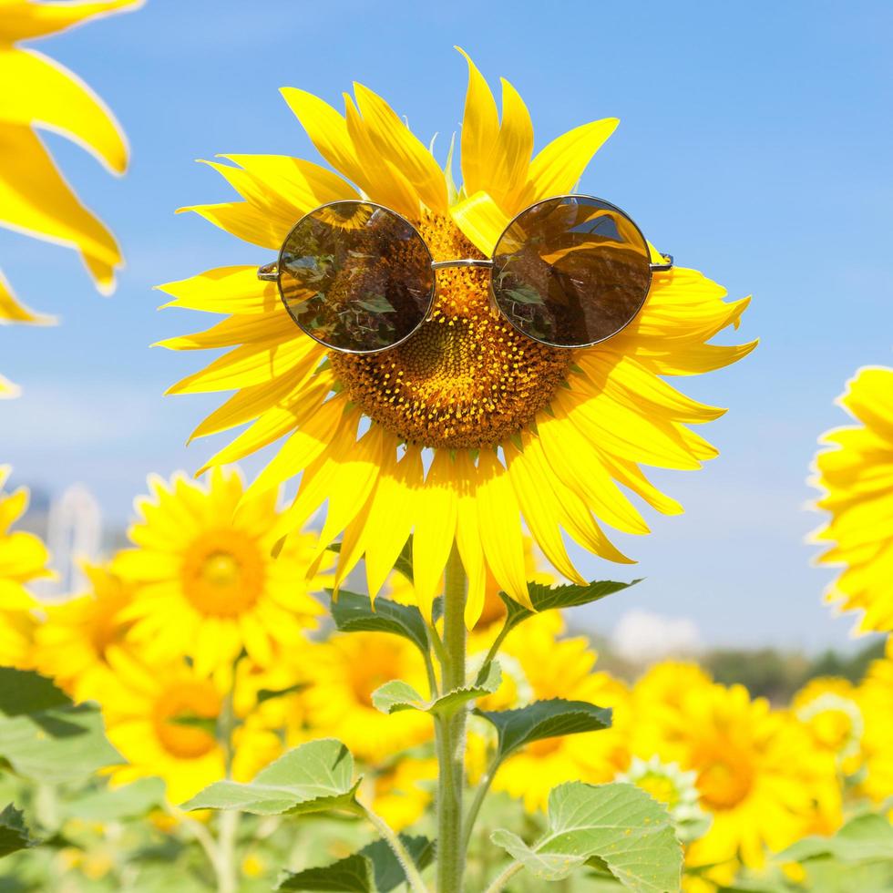 Sunflower with sunglasses photo