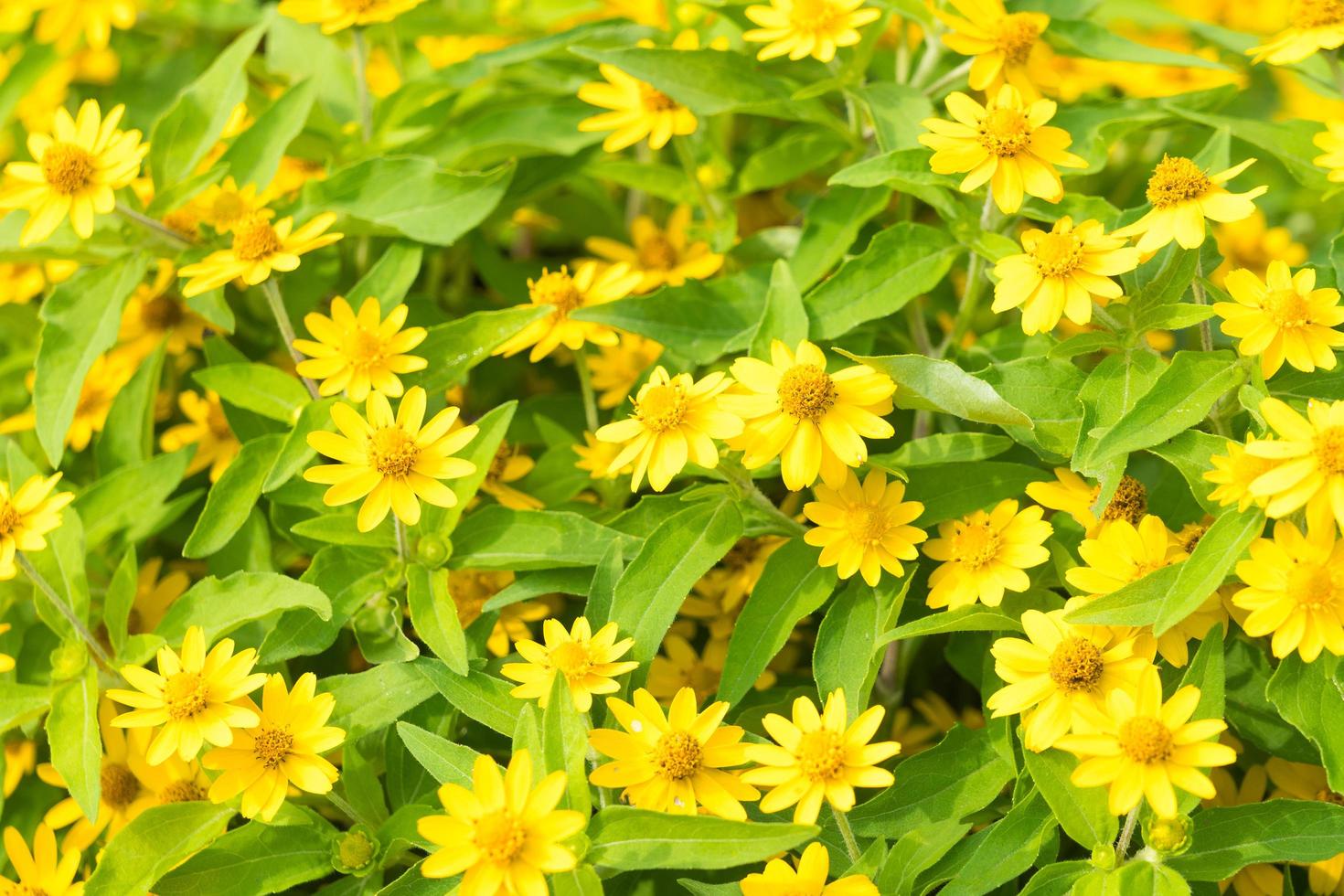 flores de margarita amarilla en el parque foto