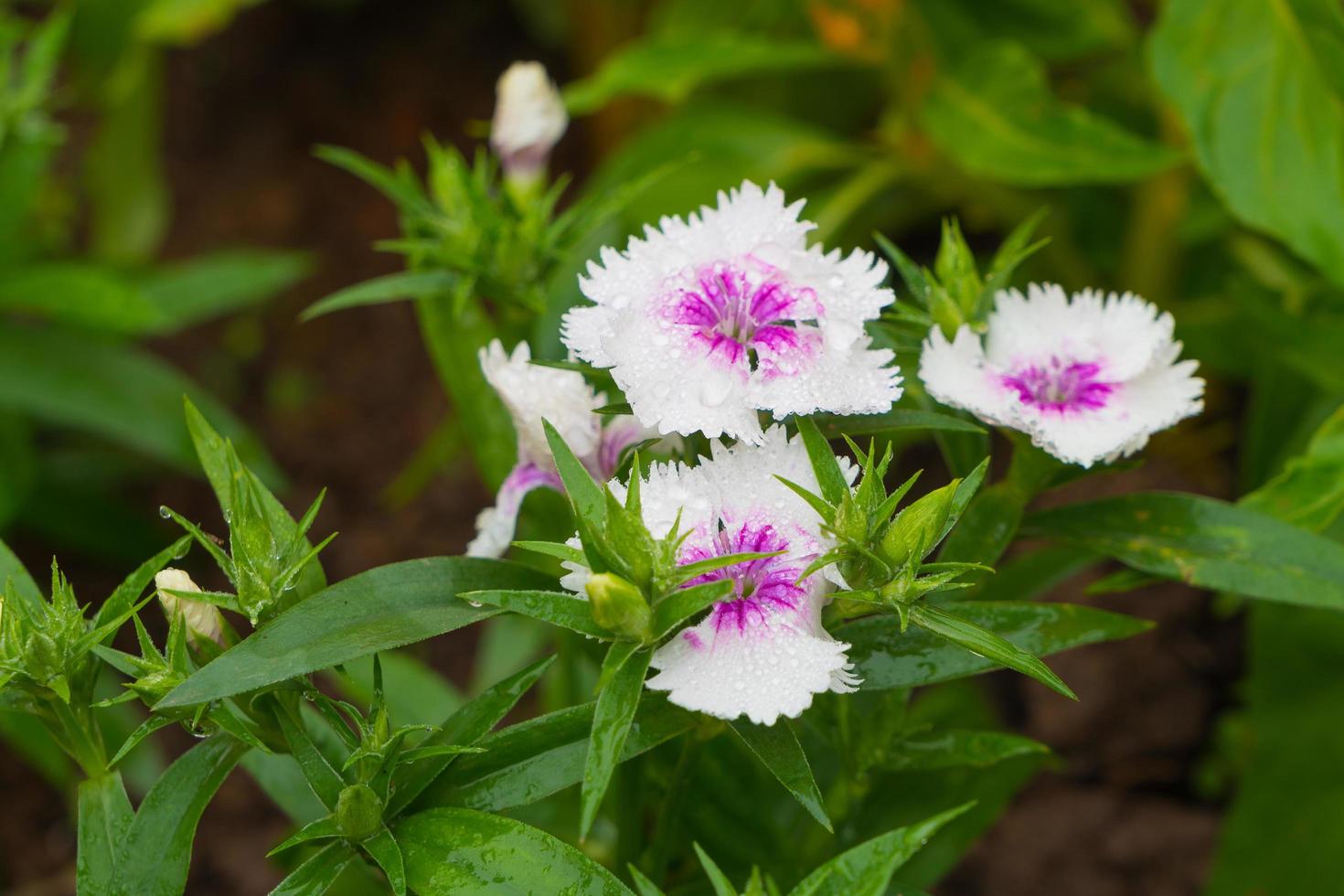 White and violet flowers in the park photo