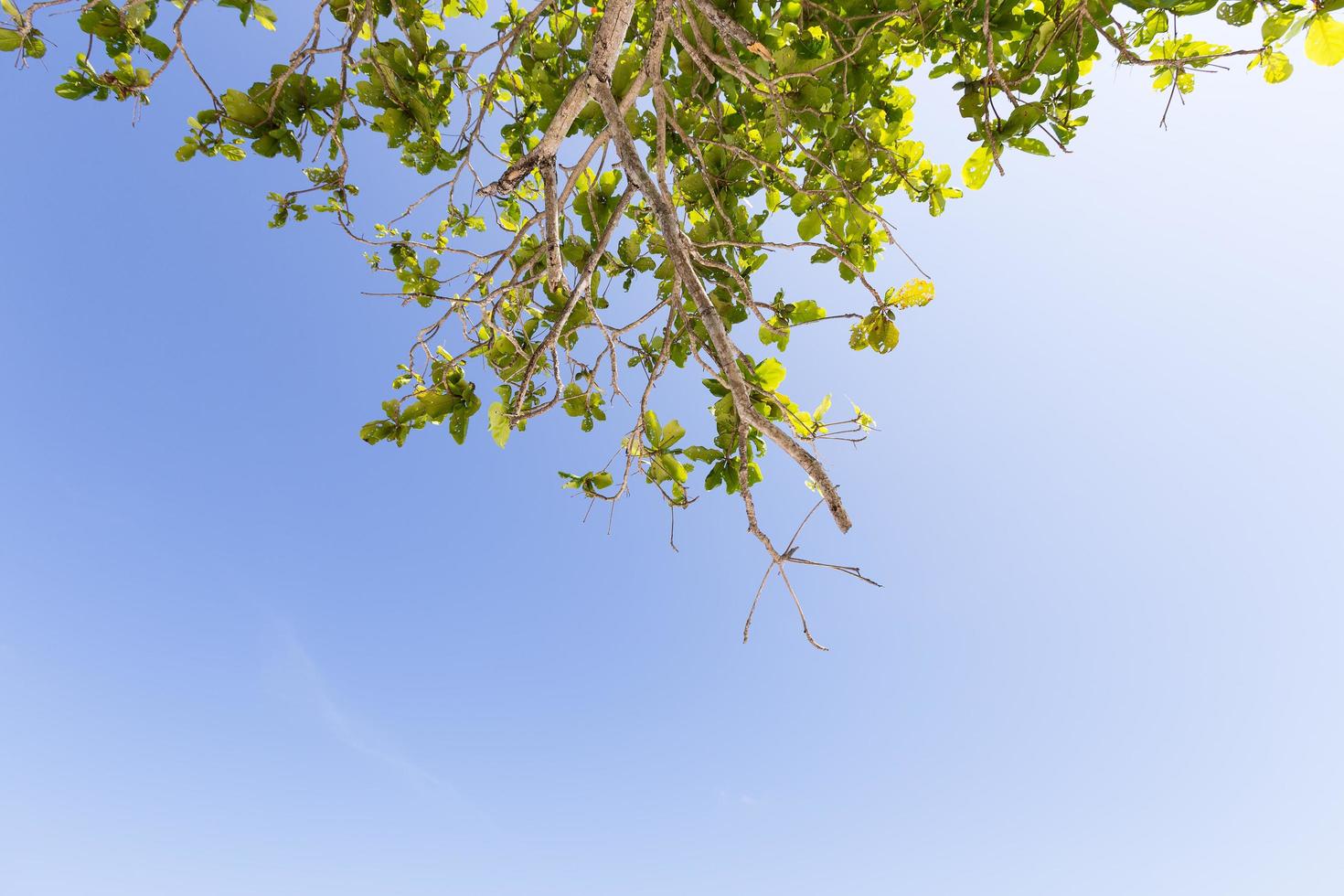 Branches of a tree photo