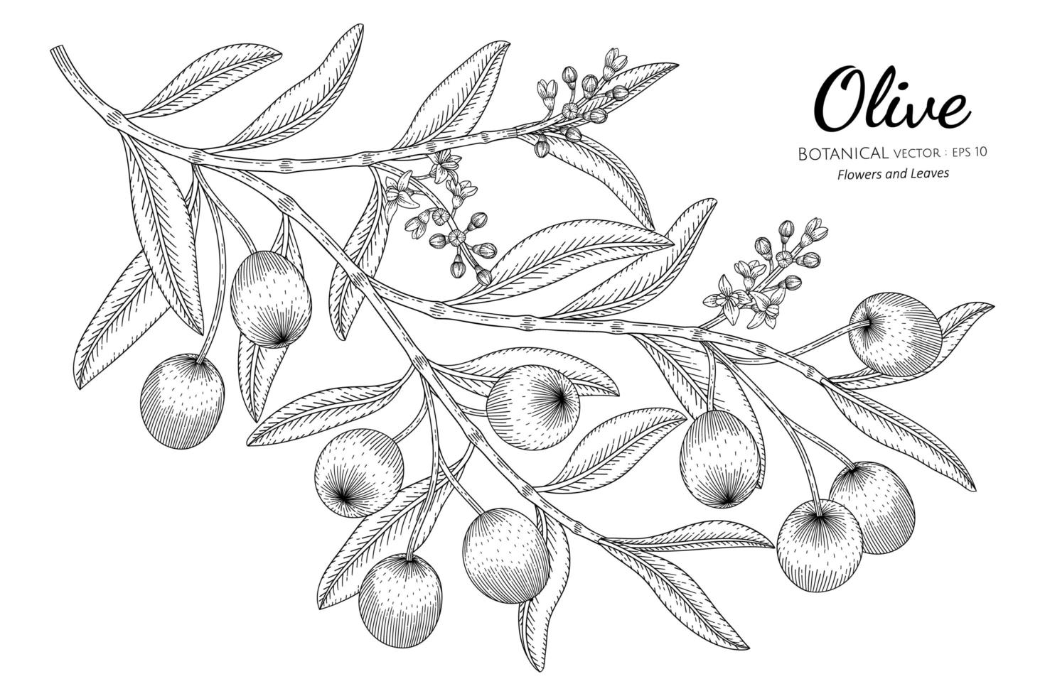 Oilve tree hand drawn botanical illustration with line art on white background vector