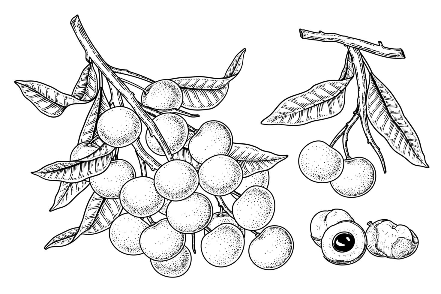 Set of Dimocarpus longan fruit hand drawn elements botanical illustration vector