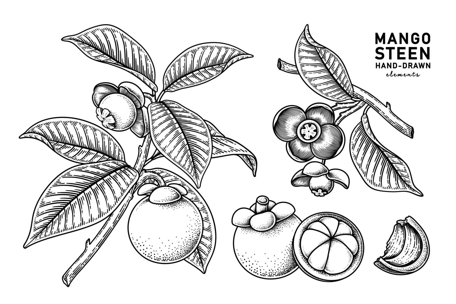 conjunto de fruta de mangostán elementos dibujados a mano ilustración botánica vector