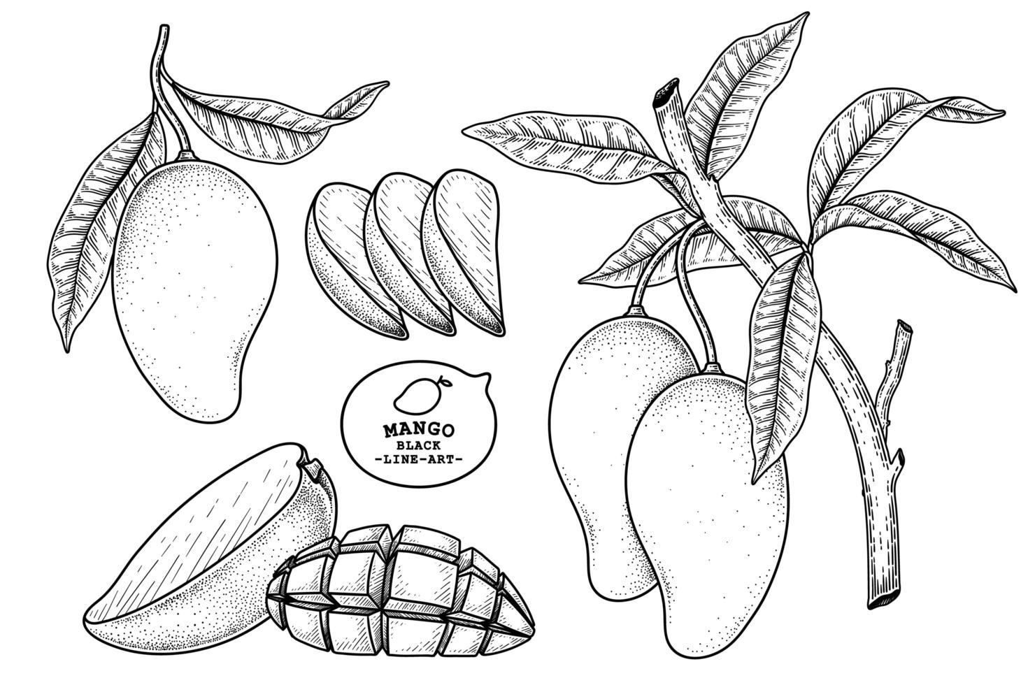 Set of mango fruit hand drawn elements botanical illustration vector