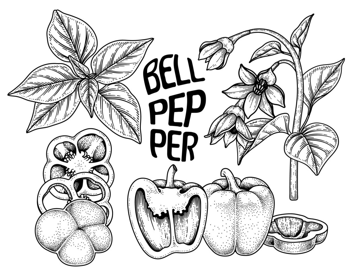 Set of bell pepper hand drawn elements botanical illustration vector