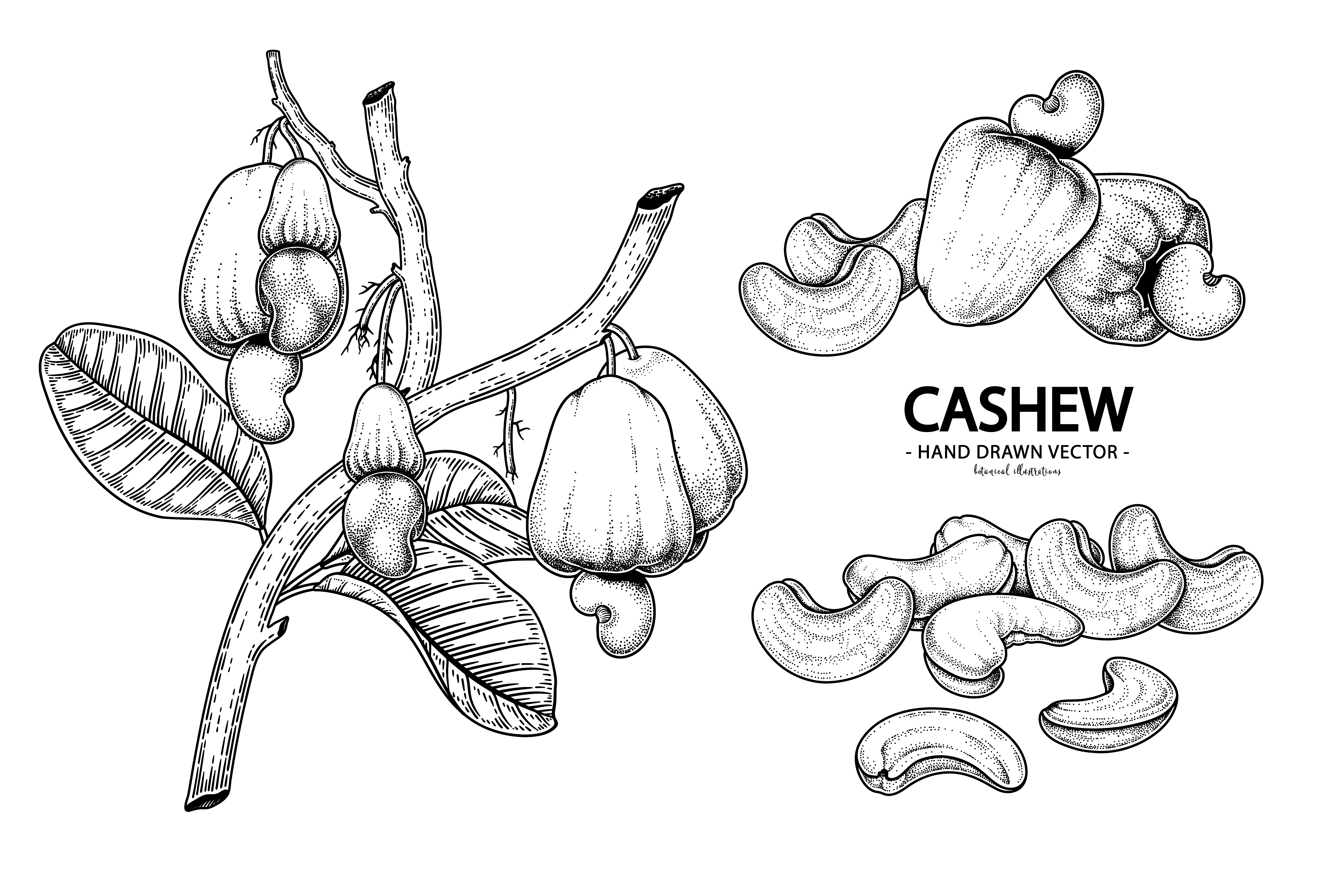 Download the Set of cashew fruit hand drawn elements botanical illustration...