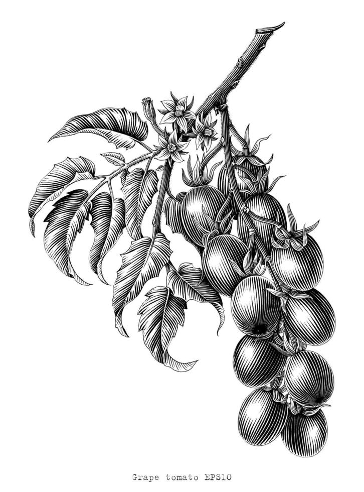Rama de tomate de uva vintage grabado ilustración arte en blanco y negro aislado sobre fondo blanco. vector